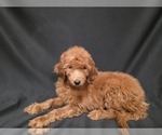 Small #4 Breeder Profile image