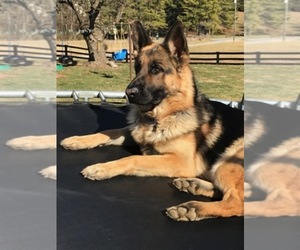German Shepherd Dog Dog Breeder near STAUNTON, VA, USA