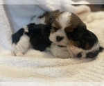Small #6 Breeder Profile image