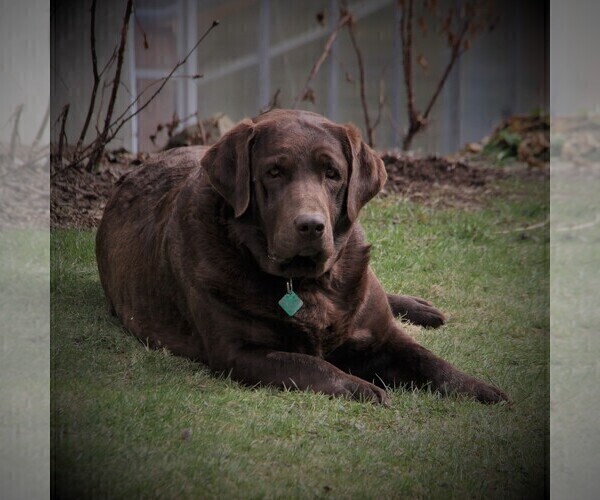 Medium Photo #8  Breeder Profile in HYDE PARK, VT, USA