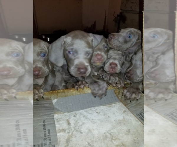 Medium Photo #1  Breeder Profile in CLEARLAKE, CA, USA