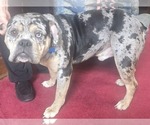 Small breeder photo
