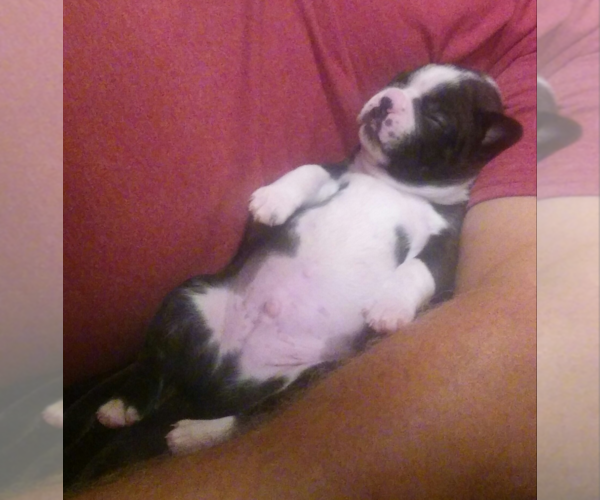 Medium Photo #1  Breeder Profile in TOMBALL, TX, USA