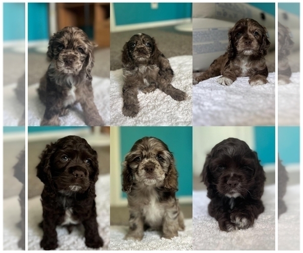 Medium Photo #1  Breeder Profile in NORMAN, OK, USA