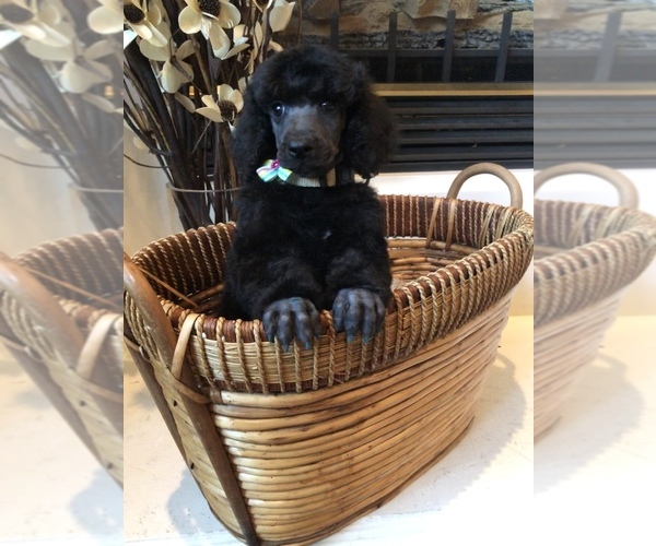 Medium Photo #17  Breeder Profile in CLOVIS, CA, USA