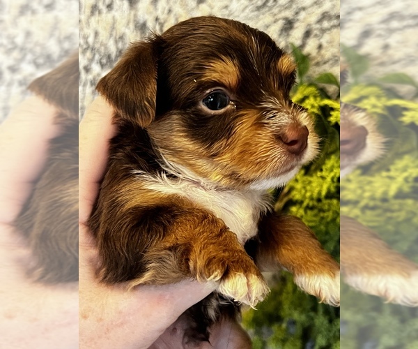 Medium Photo #23  Breeder Profile in MACON, GA, USA