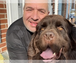 Newfoundland Dog Breeder near MARTINSBURG, WV, USA