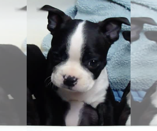 Medium Photo #7  Breeder Profile in BEND, OR, USA