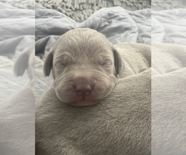 Medium Photo #9  Breeder Profile in COVINGTON, LA, USA