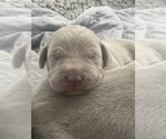 Small #8 Breeder Profile image