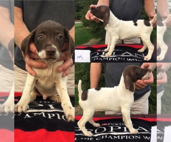 Medium Photo #1  Breeder Profile in LOUISVILLE, OH, USA