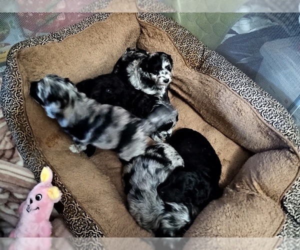 Medium Photo #2  Breeder Profile in PAULDEN, AZ, USA