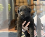 Small #1 Breeder Profile image