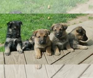 German Shepherd Dog Dog Breeder near HANNIBAL, NY, USA