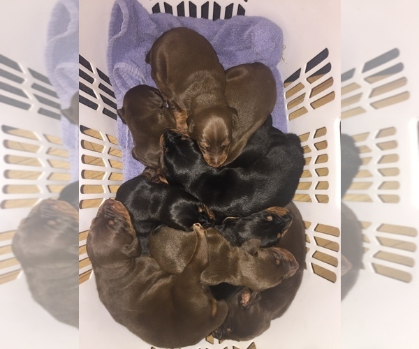Medium Photo #54  Breeder Profile in LIVINGSTON, LA, USA