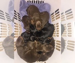 Small #53 Breeder Profile image