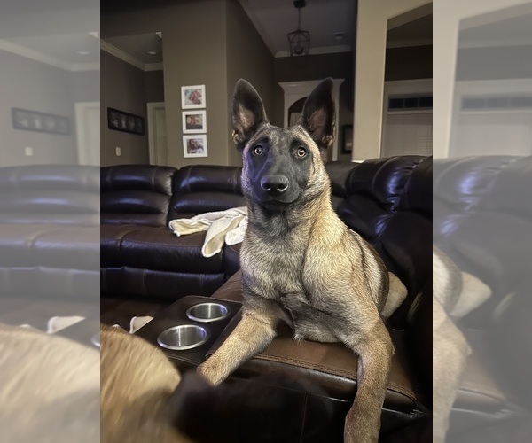 Medium Photo #5  Breeder Profile in ATHENS, AL, USA