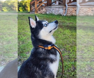 Alaskan Klee Kai Dog Breeder near PRATTVILLE, AL, USA