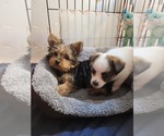 Small #157 Breeder Profile image