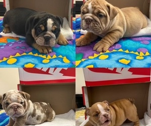 Bulldog Dog Breeder in STOCKBRIDGE,  USA