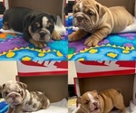 Small breeder photo