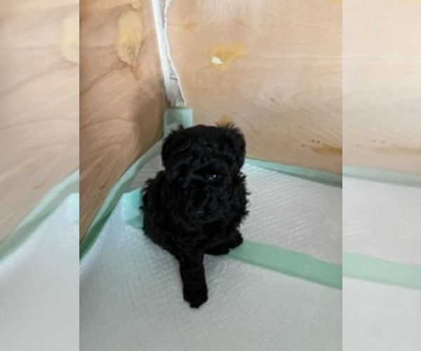 Medium Photo #1  Breeder Profile in JAMESTOWN, TN, USA