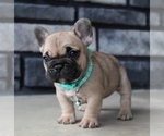 Small #8 Breeder Profile image