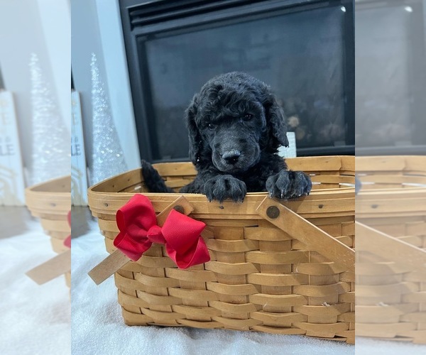 Medium Photo #1  Breeder Profile in BEDFORD, IN, USA