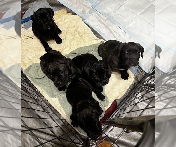 Medium Photo #1  Breeder Profile in FORT WORTH, TX, USA