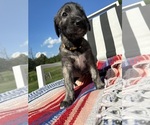 Small #6 Breeder Profile image