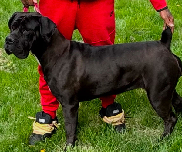 Medium Photo #7  Breeder Profile in BELLEVUE, NE, USA