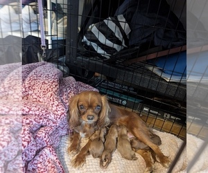 Cavalier King Charles Spaniel Dog Breeder near BRICK, NJ, USA