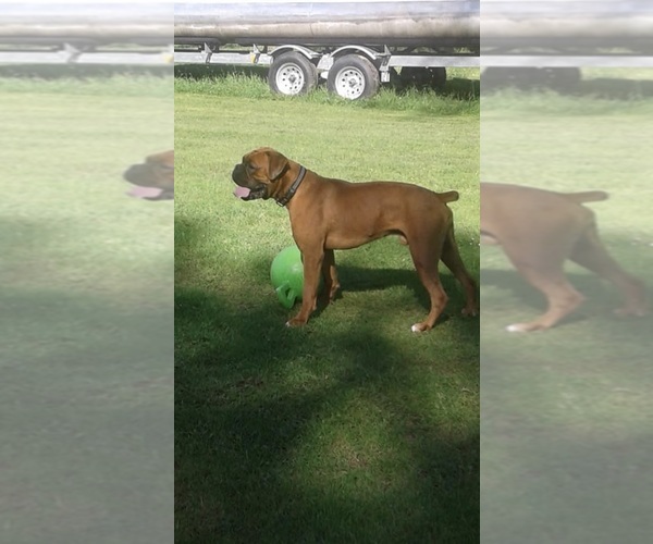 Medium Photo #1  Breeder Profile in LINESVILLE, PA, USA