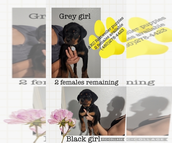 Medium Photo #1  Breeder Profile in MARICOPA, AZ, USA
