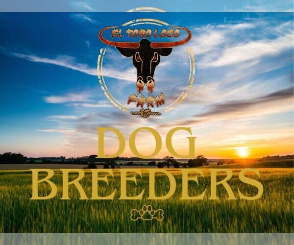 Medium Photo #1  Breeder Profile in MIAMI, FL, USA