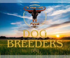 Dogo Argentino Dog Breeder near MIAMI, FL, USA