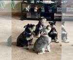 Small breeder photo
