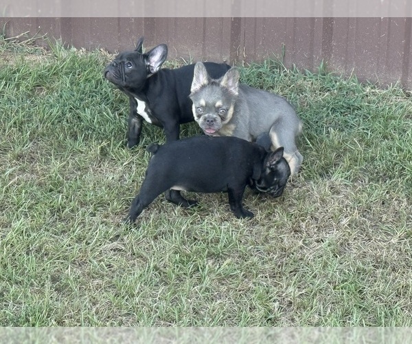 Medium Photo #5  Breeder Profile in LONGVIEW, TX, USA