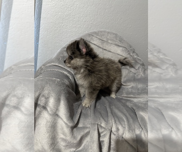 Medium Photo #4  Breeder Profile in FARMERSVILLE, TX, USA