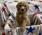 Small #5 Breeder Profile image