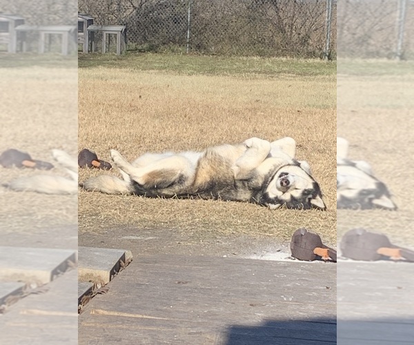 Medium Photo #29  Breeder Profile in MIDLOTHIAN, TX, USA