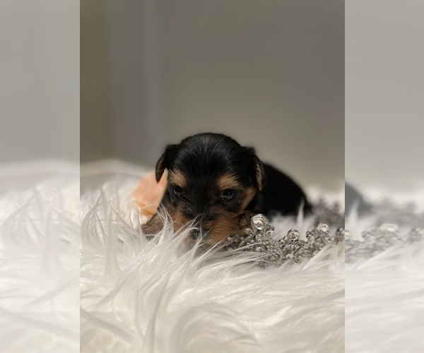 Medium Photo #1  Breeder Profile in CHESTER, VA, USA