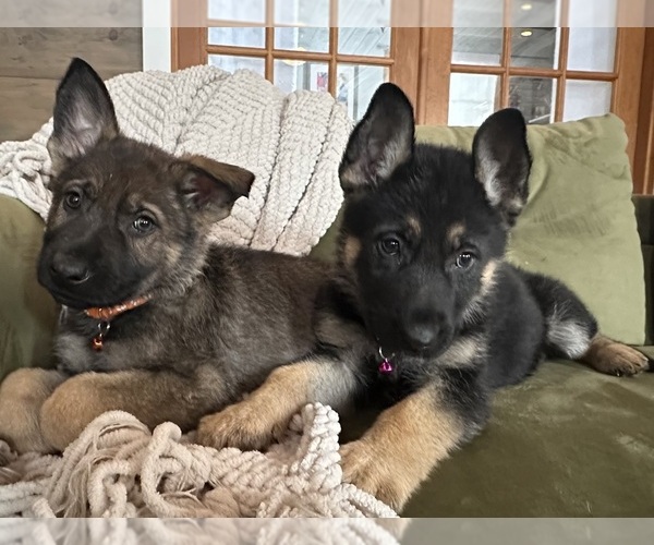 Medium Photo #2  Breeder Profile in PERKINSVILLE, VT, USA