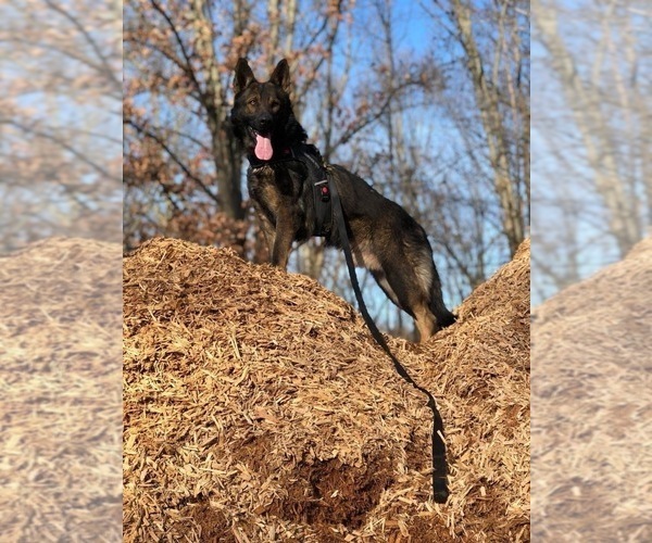 Medium Photo #1  Breeder Profile in BENTON, IL, USA