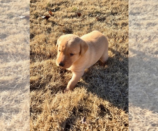 Medium Photo #2  Breeder Profile in HUNTSVILLE, AL, USA