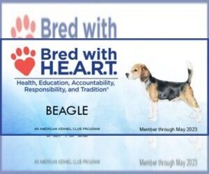 Beagle Dog Breeder in ELVERTA,  USA