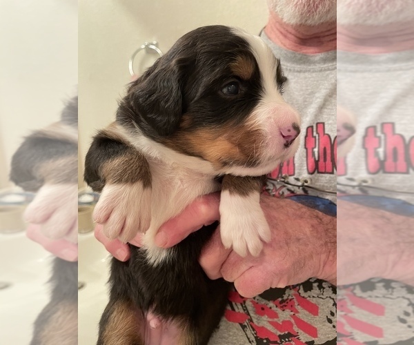 Medium Photo #1  Breeder Profile in AZLE, TX, USA