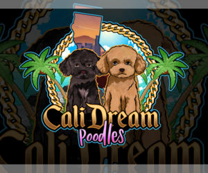 Maltipoo Dog Breeder near SUISUN CITY, CA, USA