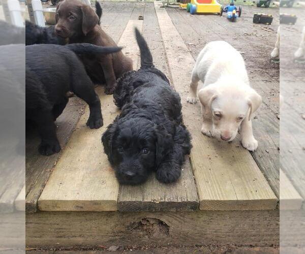 Medium Photo #1  Breeder Profile in LAKEMONT, GA, USA