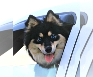 Pomsky Dog Breeder in TAYLORSVILLE,  USA
